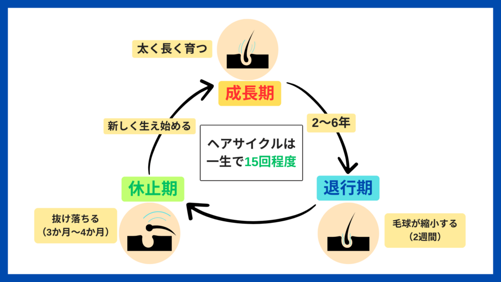 ヘアサイクルのイメージ